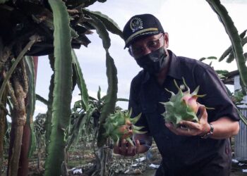Samsun Hadir Pada Panen Buah Naga di Bukit Merdeka