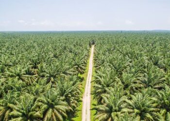 HIPMA-KT Cabang Samarinda angkat bicara kelangkaan minyak goreng di Sangatta