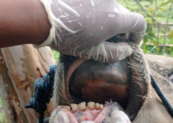 Duh, Belasan Sapi di Paser Terindikasi PMK