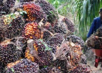 PT KRN Balikpapan ekspor 7.000 ton limbah inti sawit ke Korsel Dengan Nilai 22 Milyar