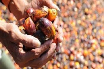 Camat Teluk Pandan Bakal Tingkatkan Promosi Gula Aren Genjah dan Jamur Tiram