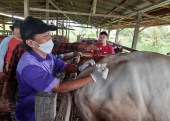 Dispertan Perketat Pengawasan Hewan Masuk Ke Bulungan, Antisipasi Penularan Antraks
