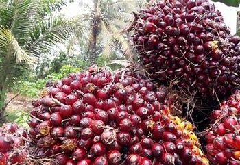 Kenaikan Harga Tandan Buah Sawit di Kalimantan Timur Dipicu Naiknya CPO dan Kernel
