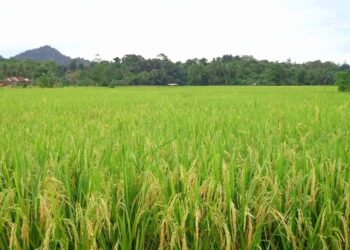 Kecamatan Tenggarong Seberang Ingin Capai Swasembada Pangan Melalui Pengembangan Pertanian
