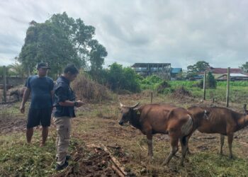 Distanak Kukar Akan Lakukan Pemeriksaan Kesehatan Hewan Kurban 
