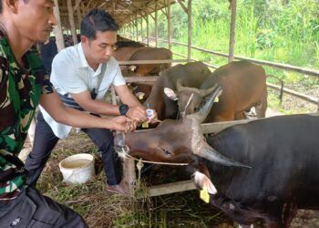 Menjelang Hari Raya Idul Adha Distanak Kukar Lakukan Periksa Hewan Kurban