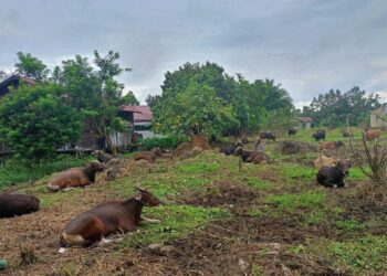 Maksimalkan Lahan Eks Tambang, Kecamatan Sanga Sanga Bakal Kembangkan Ternak Sapi