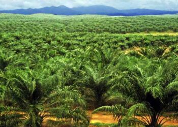 Perkebunan Kelapa Sawit Jadi Potensi Unggulan Desa Jonggon Desa 