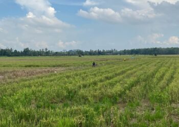 Kecamatan Tenggarong Andalkan Lumbung Padi di Lima Desa untuk Perkuat Ketahanan Pangan