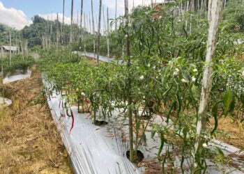 LaDisketapang Kukar Luncurkan Gerakan Tanam Cabai untuk Kelompok Wanita Tani di 14 Kecamatanhan kebun cabai di Kelurahan Bukit Biru