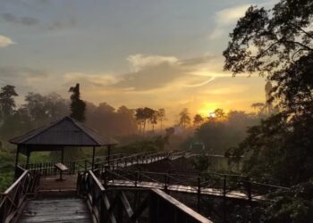 Pesona Prevab di Taman Nasional Kutai, Menyaksikan Habitat Asli Orangutan Morio di Tepian Sungai Sangatta