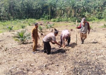 Bhabinkamtibmas Ketahanan Pangan Desa Alur Gadung Bersama Petugas Pertanian Laksanakan Penanaman Perdana Kacang Tanah