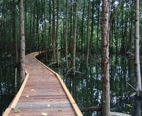 Taman Nasional Kutai: Menjelajahi Keindahan Hutan Hujan Tropis Kalimantan