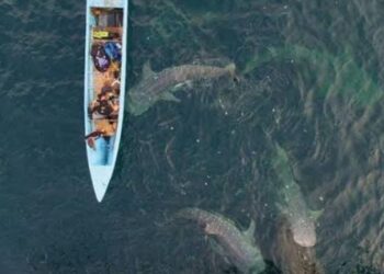 Berenang dengan Hiu Tutul, Petualangan Menakjubkan di Perairan Talisayan Kalimantan Timur