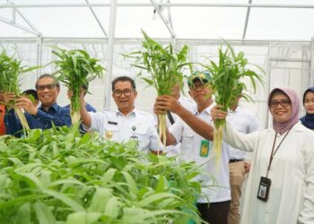 Pj Gubernur Kaltim Akmal Malik Apresiasi Panen Sayuran di SKOI Kaltim