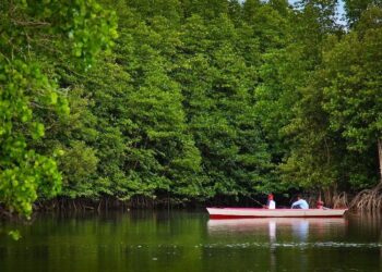 Hutan Bakau, Ecotourism Yang Menguasai Daerah Pesisir Kaltim
