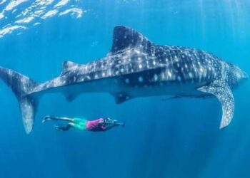 Wisata Underwater Kaltim, Mulai Dari Berenang Bersama Ubur – Ubur Hingga Hiu Paus