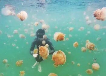 Ubur – Ubur Danau Kakaban, Ubur – Ubur Tanpa Sentuhan Mematikan