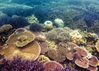 Gugusan Terumbu Karang Pulau Miang, Fish Paradise Di Kutai Timur