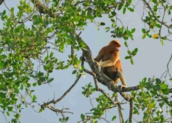 Pulau Besing, Ekowisata Yang Menjadi Taman Bermain Satwa Endemik Kaltim