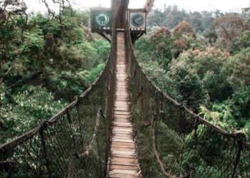 Hutan Wisata Bukit Bangkirai, Hutan Tropis Di Tengah Kota Raja