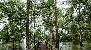 Pesona Mangrove Teluk Semanting, Surga Ekowisata Di Berau
