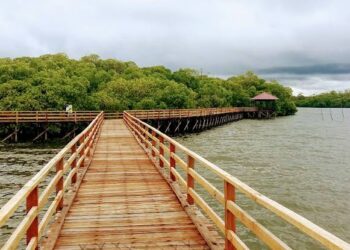 Mangrove Tanjung Batu, Wisata Alam Dan Konservasi Di Berau