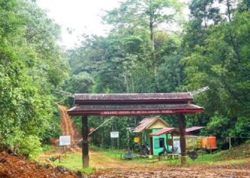 Hutan Lindung Wehea: Surga Tersembunyi bagi Satwa Liar