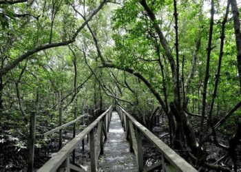 Hutan Mangrove Margomulyo: Eksplorasi Keindahan Hutan Pesisir