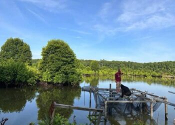 Hutan Mangrove Anggana, Perlindungan Alam yang Memukau