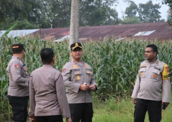 Dukung Program Asta Cita Prabowo, Kapolres Langkat Tinjau Lahan Jagung di Asrama Polres!