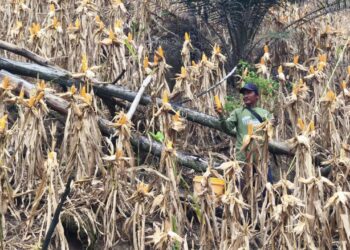 Loa Janan Fokus Garap Sentra Padi dan Jagung Wujudkan Kedaulatan Pangan Lokal