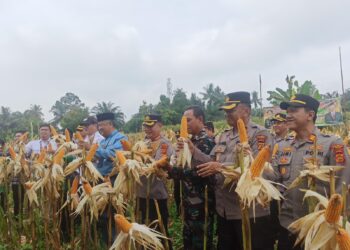 Program Ketahanan Pangan Polda Jambi Berhasil Panen Jagung di 6 Polres, Capai 46,2 Ton