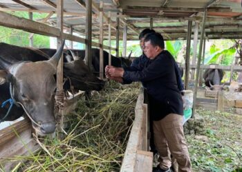 Jelang Iduladha, Distanak Kukar Perketat Pemeriksaan Hewan Kurban