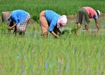 Desa Jembayan Tengah Genjot Ketahanan Pangan, Libatkan Pemuda dan Aktifkan BUMDes