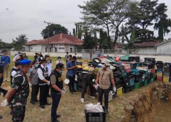 Pemusnahan Buah Mangga Ilegal Asal Thailand Digelar di Medan, Dandenpom I/5 Turut Hadir