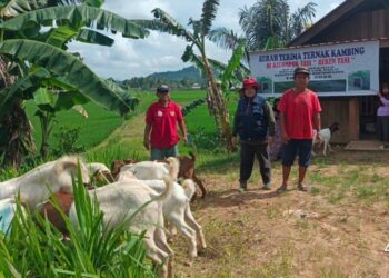 Kukar Dorong Kemandirian Peternak Lewat Bantuan Ratusan Kambing Boer
