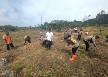 Tak Hanya Jaga Keamanan, Polsek Sungai Pinang Ikut Dorong Ketahanan Pangan Dengan Menanam Jagung