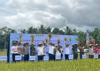 Panen Demplot Padi Sistem LEISA dan Digital Farming di Kelurahan Bukit Biru