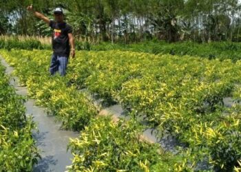 Petani Cabai Kota Bangun Ulu Tembus Pasar Balikpapan