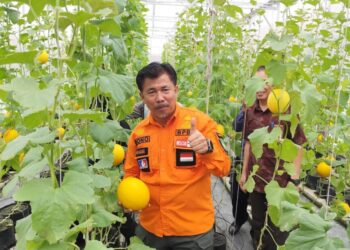 Panen Melon di Unikarta, Sekkab Kukar Sebut Pertanian Modern Jadi Inspirasi Generasi Muda