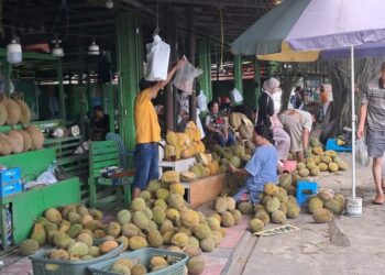 Libur Nataru Dibanjiri Musim Durian, Belah Duren Cendana Jadi Titik Favorit Warga dan Pelancong