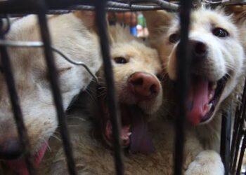 Pemprov Kaltim Tegaskan Larangan Daging Anjing dan Kucing, Berlaku di Seluruh Daerah