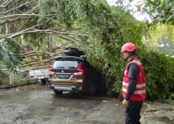 Batalyon A Brimob Kaltim Respons Cepat  Pohon Tumbang di Balikpapan Permai, Kerusakan Mobil Warga Berhasil Ditangani