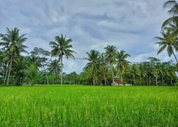 Produksi Padi Kalimantan Timur Meningkat, Luas Panen Bertambah Sepanjang 2025