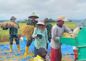 Babinsa Dampingi Petani Panen Padi Di Wilayah Binaan