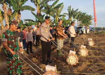 Sinergi di Lahan Pertanian, Kapolres PPU Pimpin Penanaman Jagung Serentak Dukung Swasembada 2026
