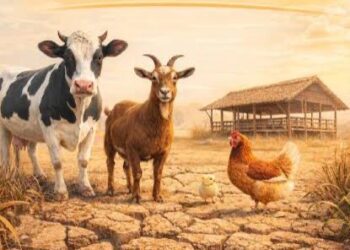 Musim Kemarau Picu Risiko Penyakit Ternak, DPKH Kaltim Perkuat Pengawasan