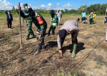 Polsek Muara Ancalong Tanam Jagung 2 Hektare, Perkuat Ketahanan Pangan Lewat Program SADESAHE