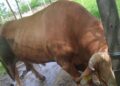 Sapi Kurban Presiden di Samarinda Didatangkan dari Peternak Lokal, Bobotnya Capai 975 Kilogram